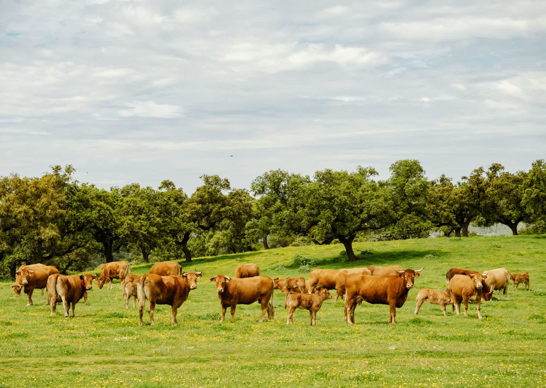 Andalousie Adventurer 14