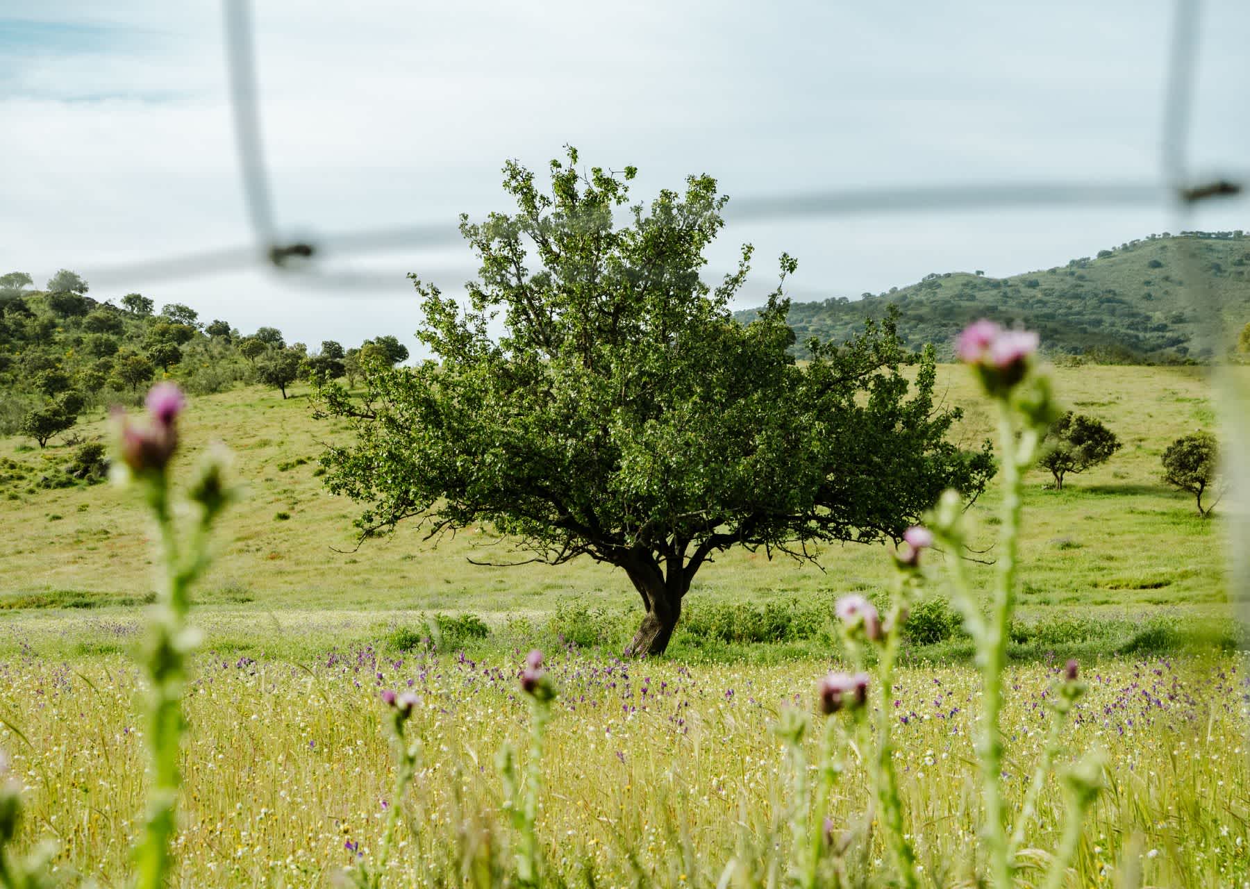Andalousie - Explorer 5