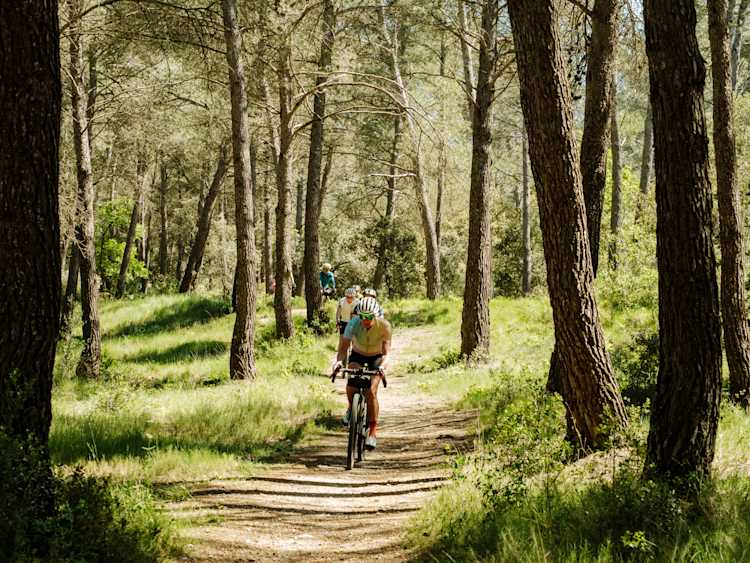 Alpilles 24 : forêts de pins