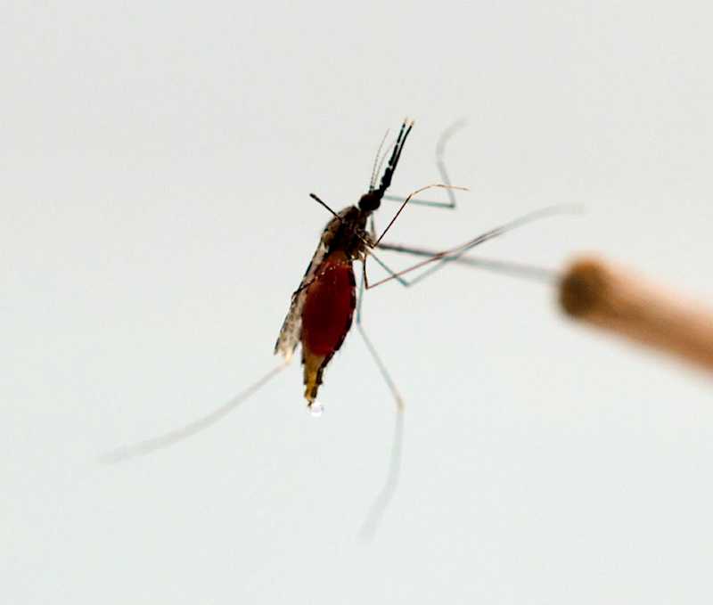 High quality insectary High quality insectary