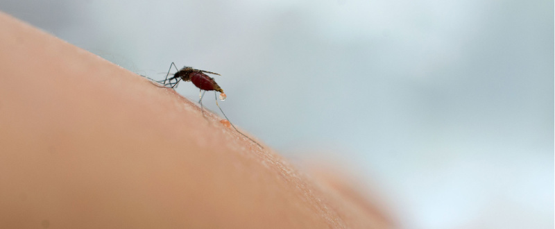 Ivermectin for malaria elimination image