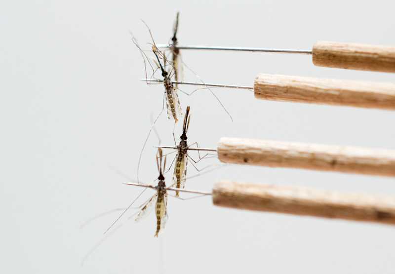 insectary 1 insectary 1