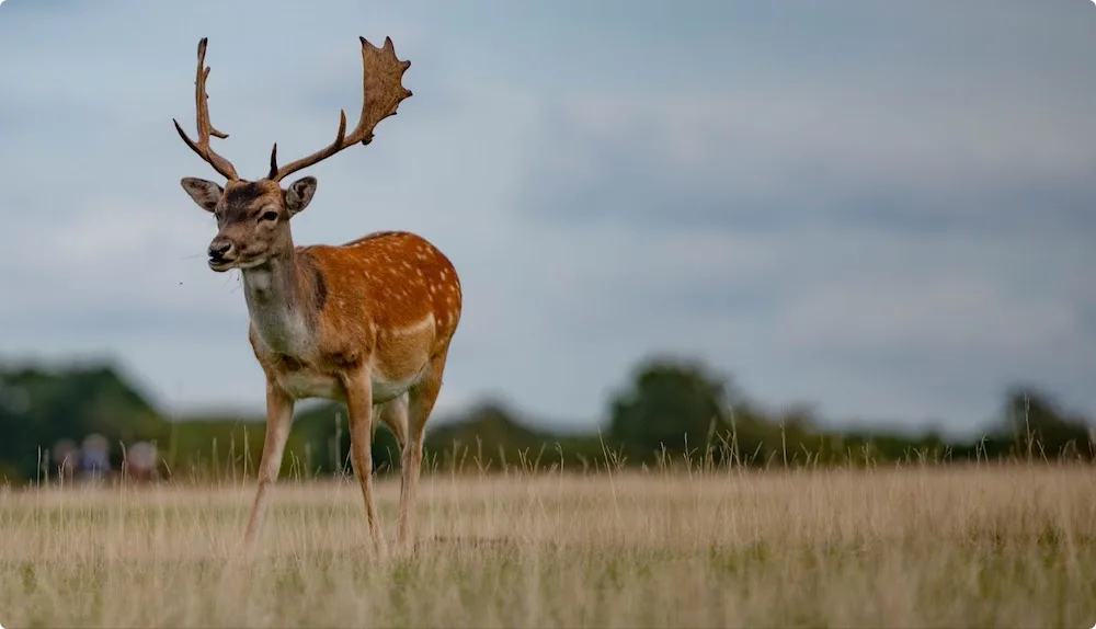 Areas of Outstanding Natural Beauty in Sevenoaks