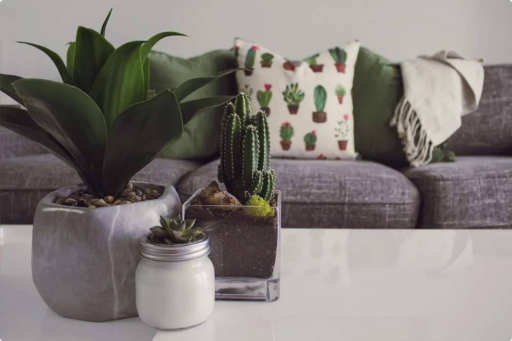 photo-of-plants-on-the-table-1005058