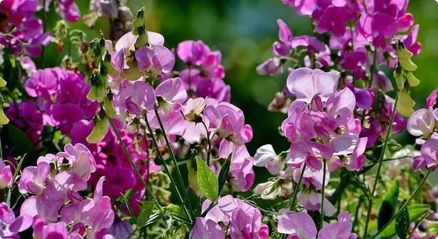 Sweet peas