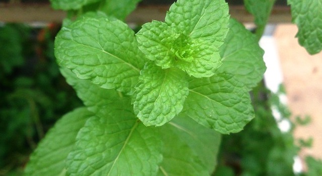 A mint plant