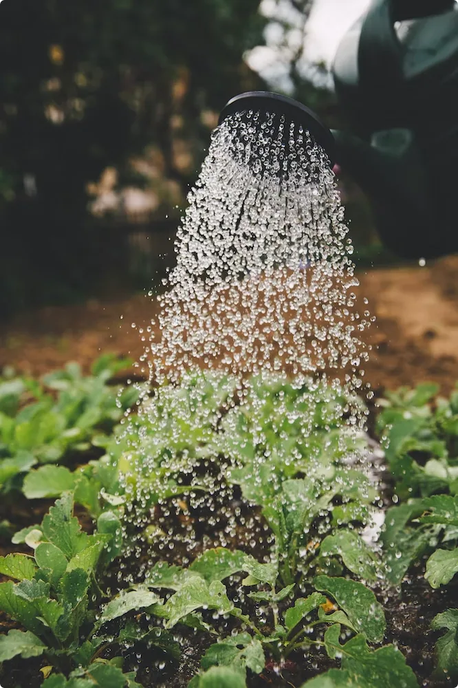 Gardening as a new hobby