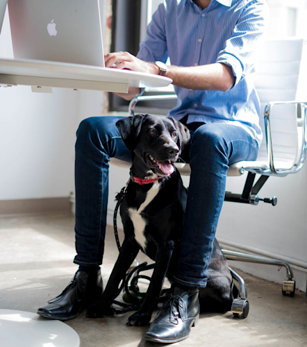 Dog friendly office by Nick Dunlap