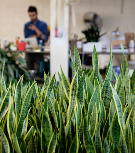 Snake plants from The Sill