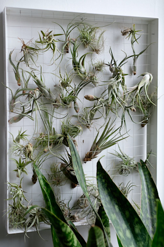 The Sill air plants for the office by Dominick Mastrangelo