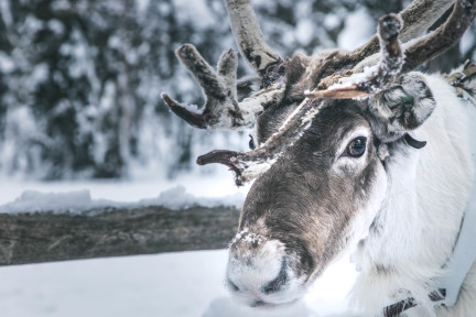 Go for a reindeer sleigh ride and experience the most traditional way of transport in Lapland!