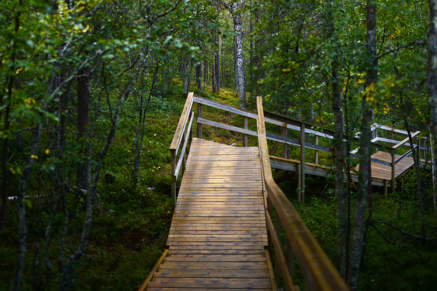 porttaat kesä