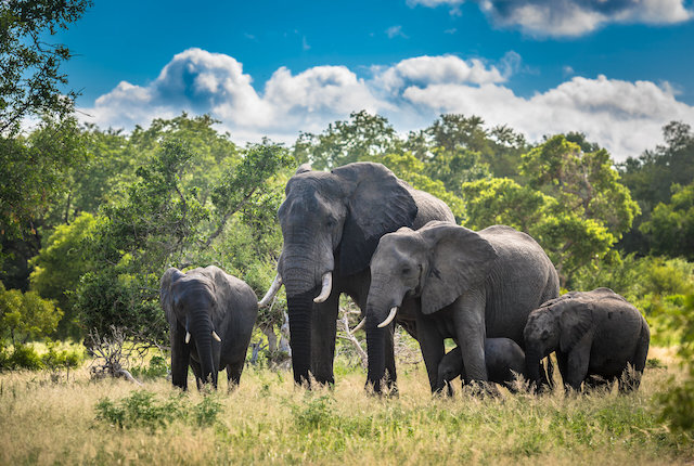 Eléphants dans le parc national Kruger, Afrique du Sud