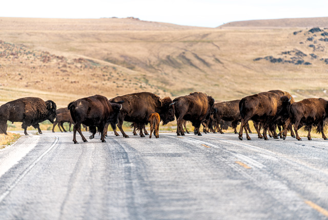 Un troupeau de bisons traverse une route sur Antelope Island