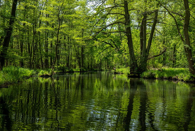 Forêt alluviale à la périphérie de Leipzig