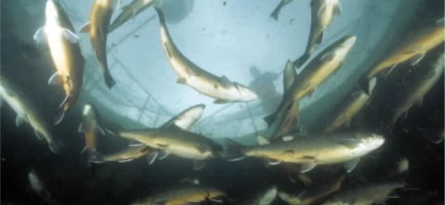 fisheries.no