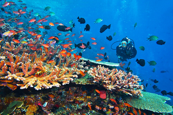 scuba diving