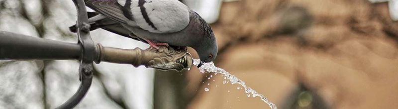droplets-fountain-water-bird
