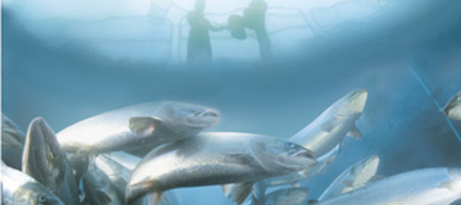 aquaculture-fish-rov