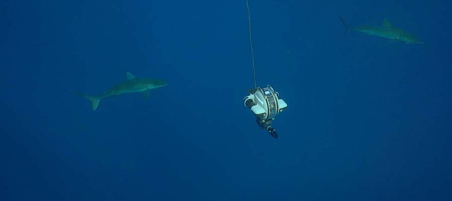 world water day deep trekker underwater drone sharks