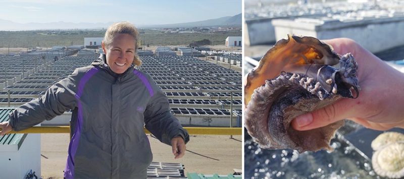 abalone shell fish farm aquaculture south africa