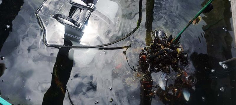 underwater drone mussel farming inspection