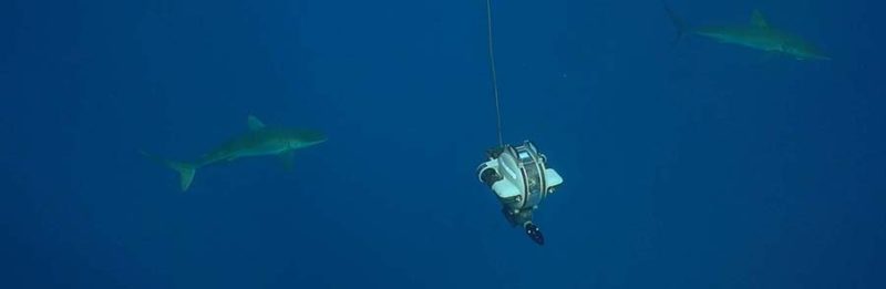 deep trekker underwater drone sharks