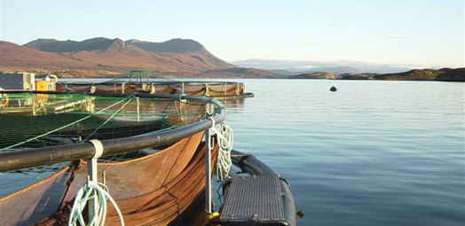 ballan wrasse scotland aquaculture