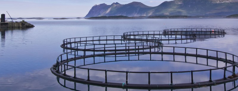 aquaculture-pens