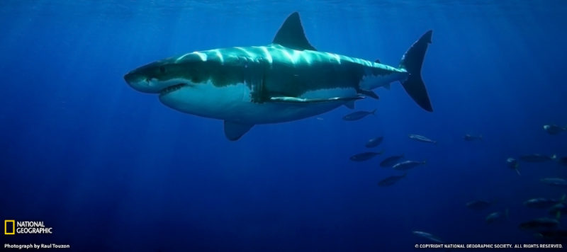 shark week deep trekker rov underwater drone
