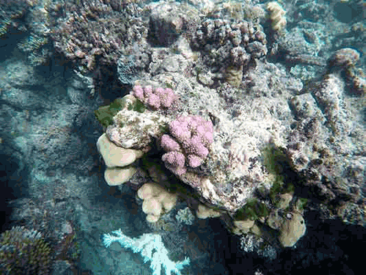 Exploring Coral Reef