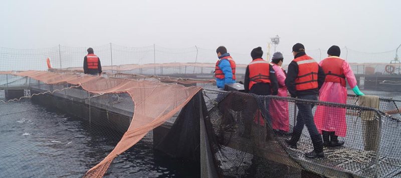 salmon aquaculture site rov norway underwater drone