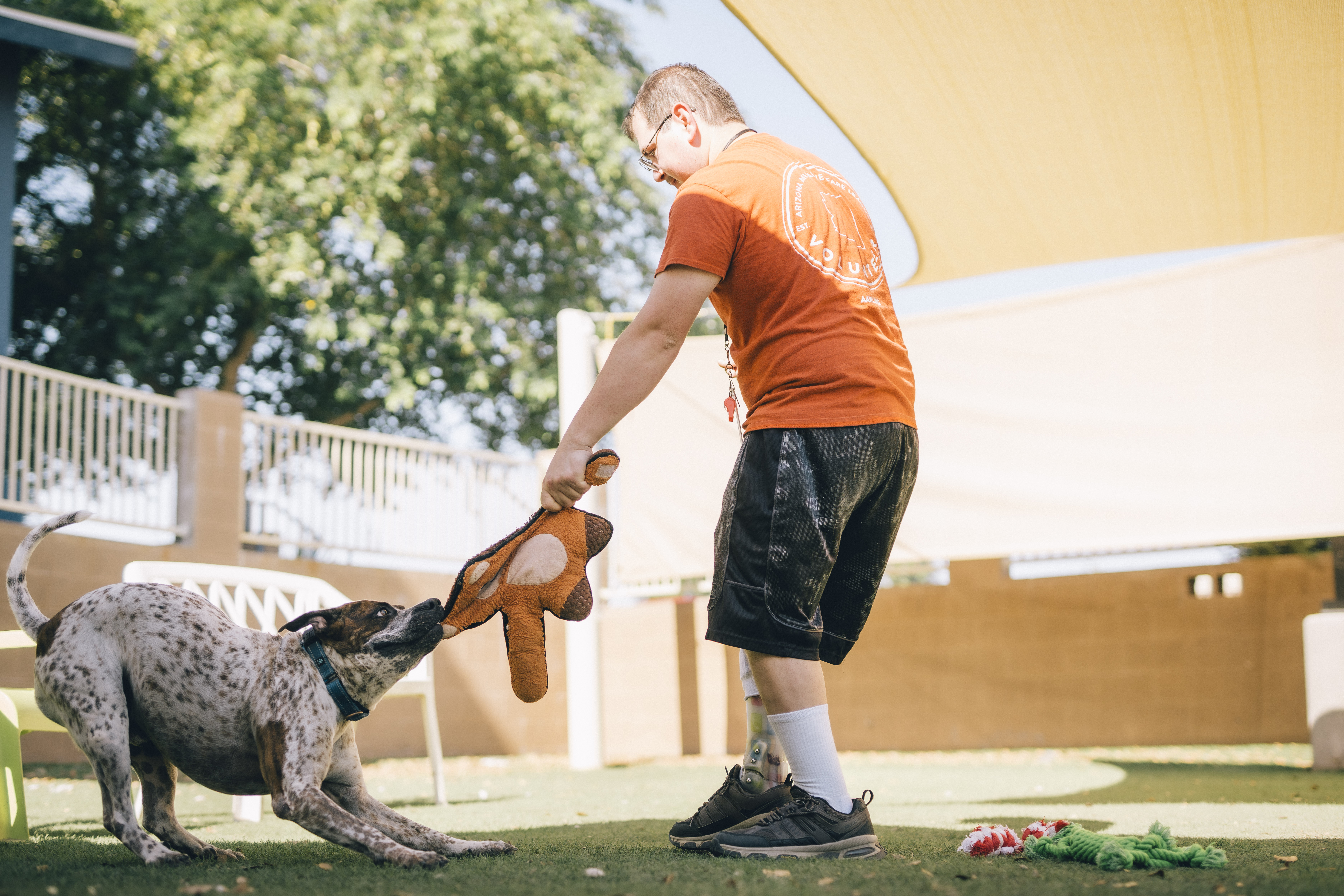 Eli playing tug with a dog outside, under a tent, at Arizona Animal Welfare League