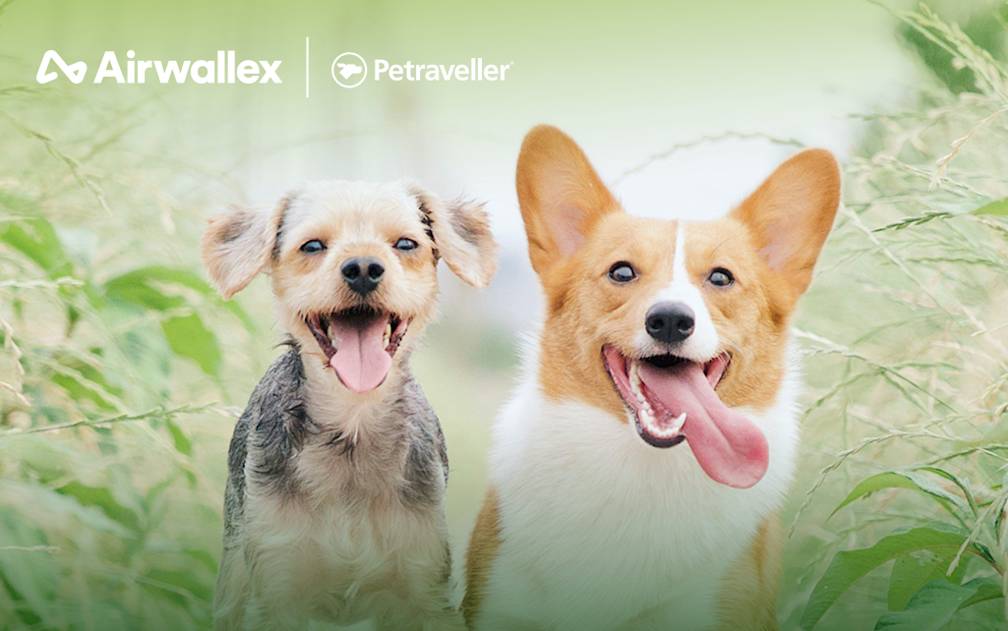 国际宠物托运公司 Petraveller 携手 Airwallex 空中云汇打造顺畅无忧的爱宠托运体验