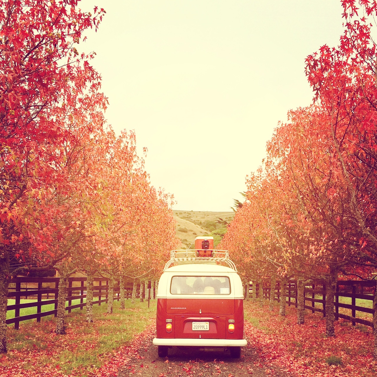 Fall Photo