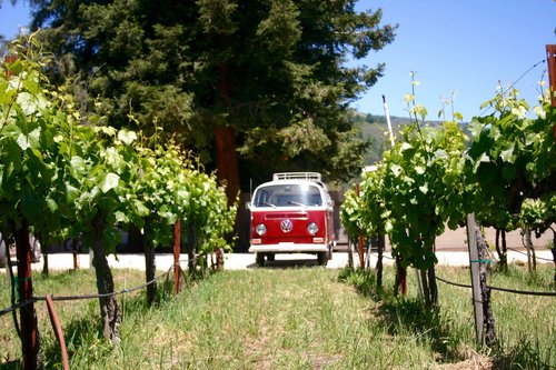 Lillie Vw Bus/ Kombi in Napa on tour with West Wine Tours