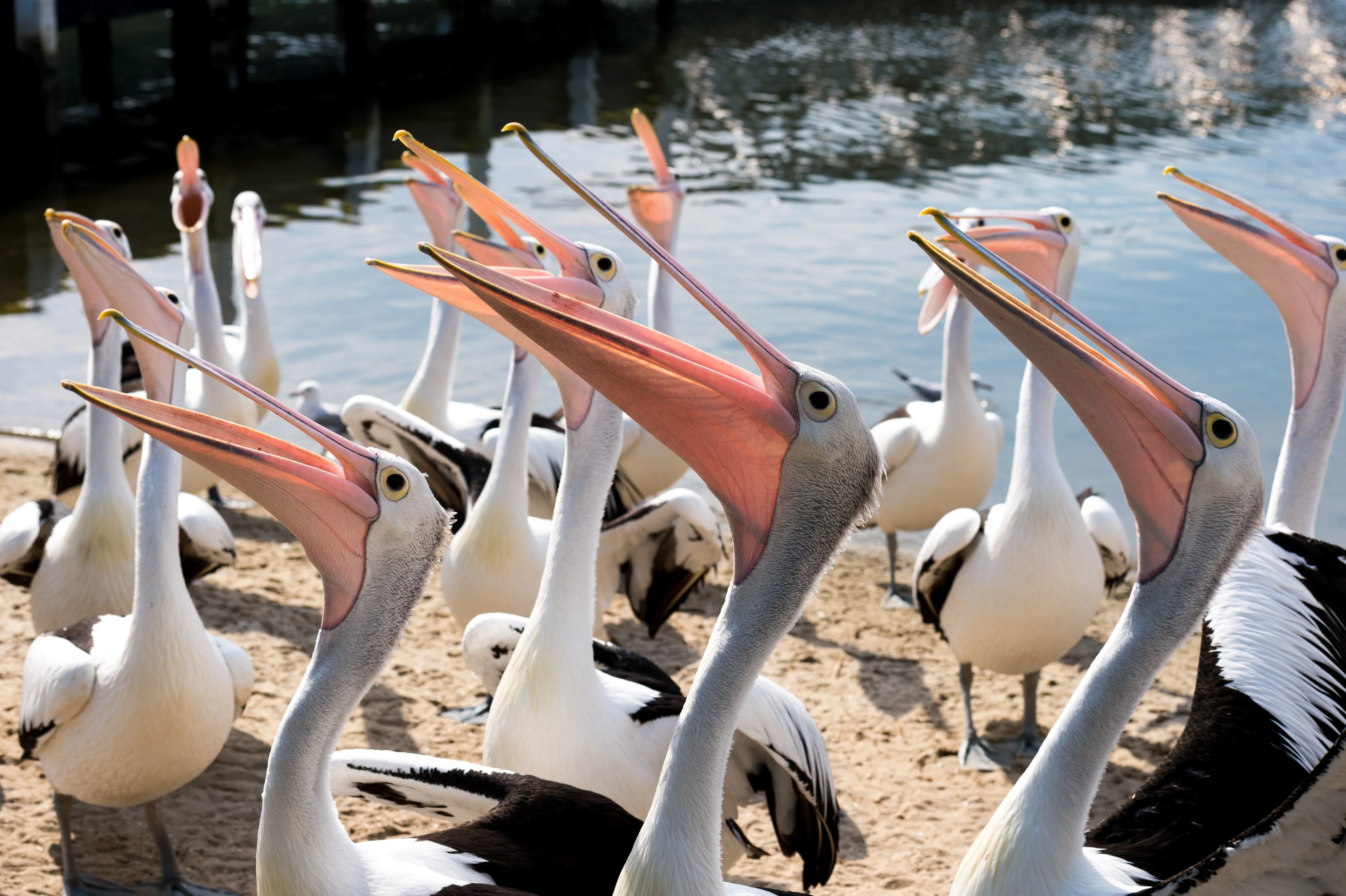 Pelican Feeding at San Remo near Phillip Island. 