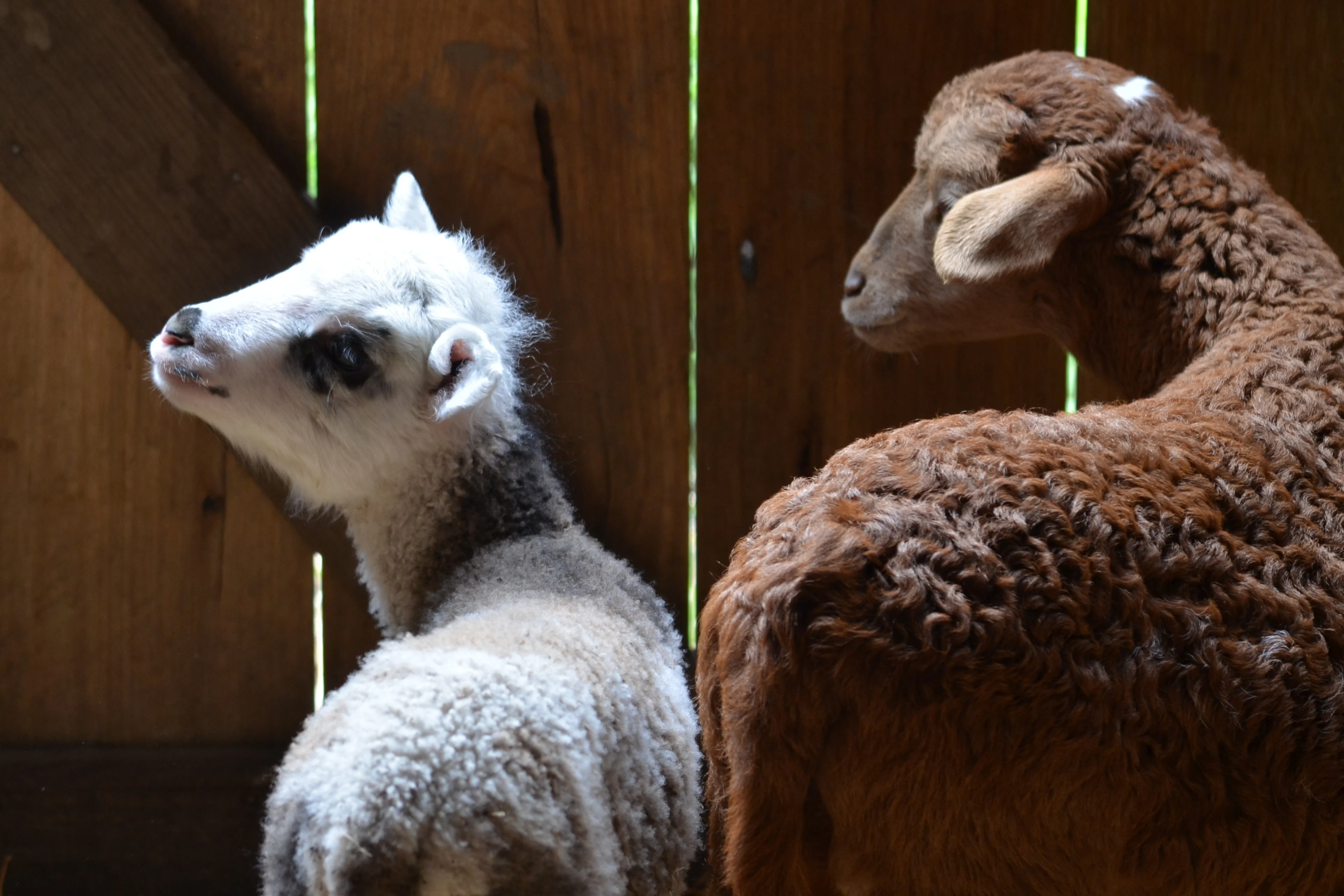 Baby goats at the animal nursery at Soveregin Hill, Ballarat