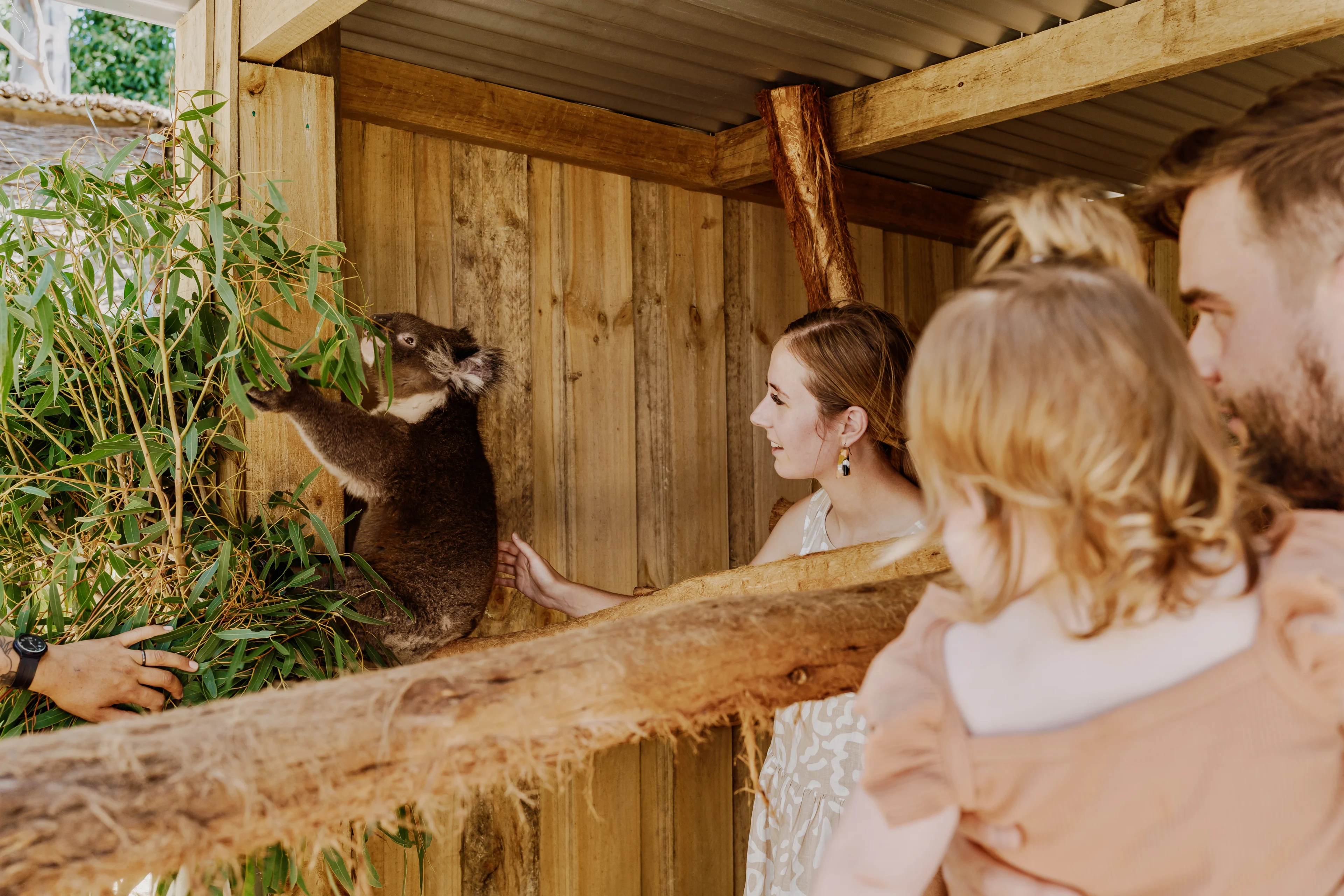 Family on an animal encounter with a koala at Ballarat Wildlife Park