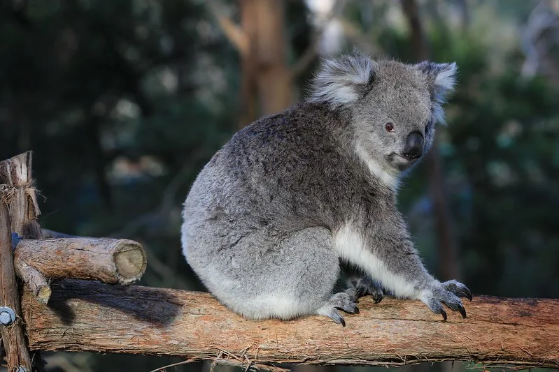 Koala at the Koala Conservation Centre, Phillip Island. 