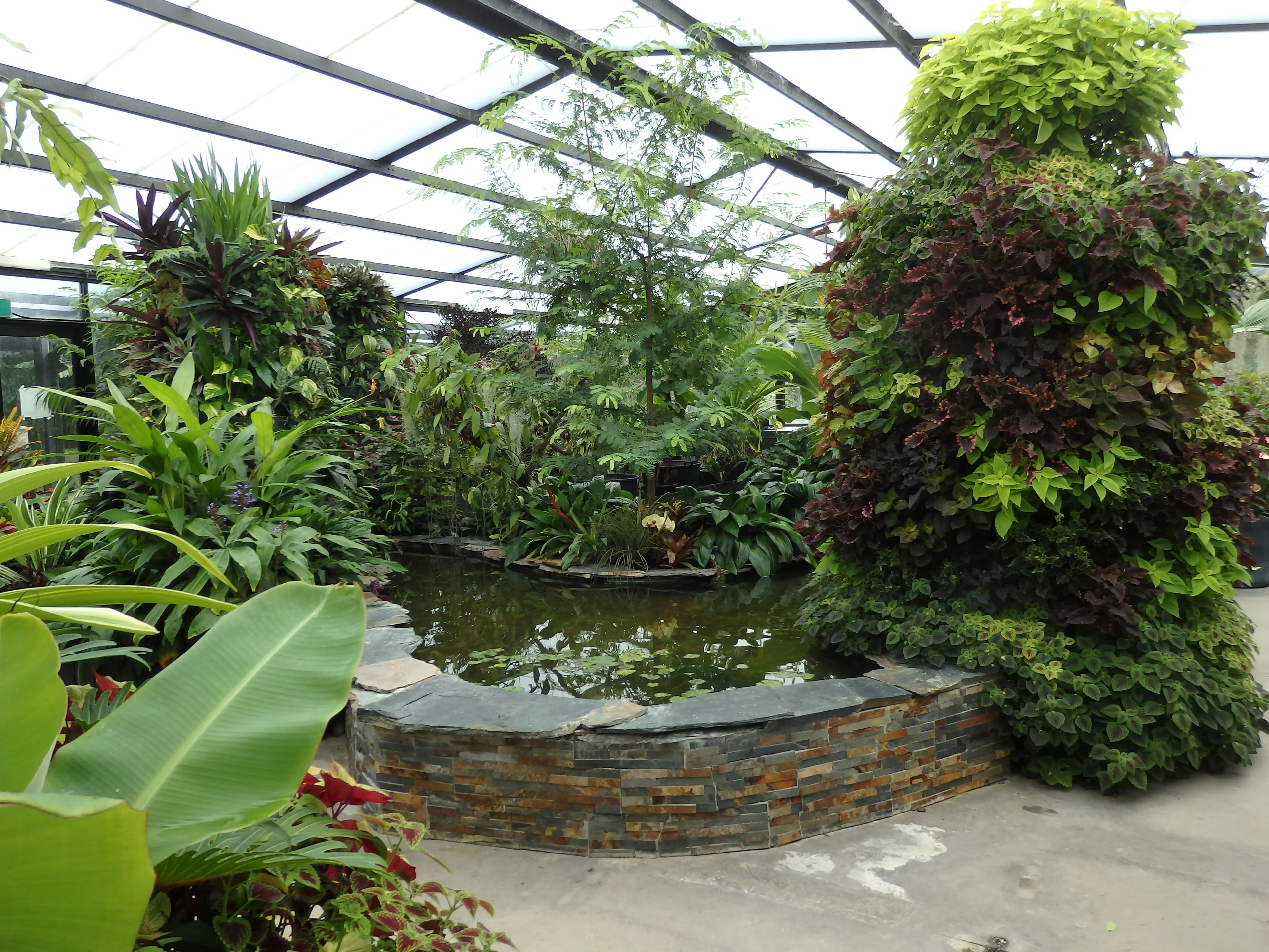Plants and pond in the Conservatory at Geelong Botanic Gardens, Victoria