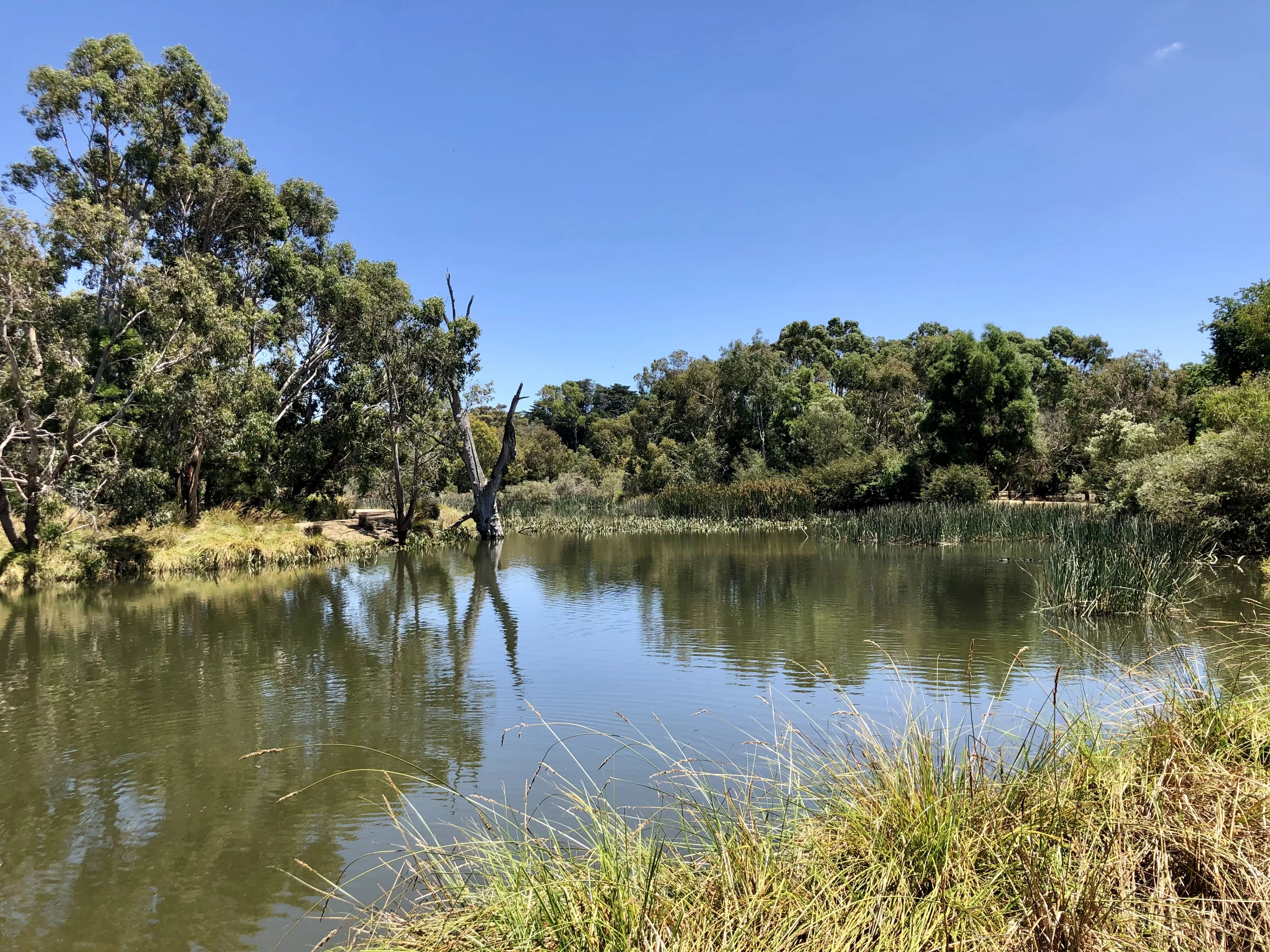 The Wetlands at Ballarat Botanical Gardens