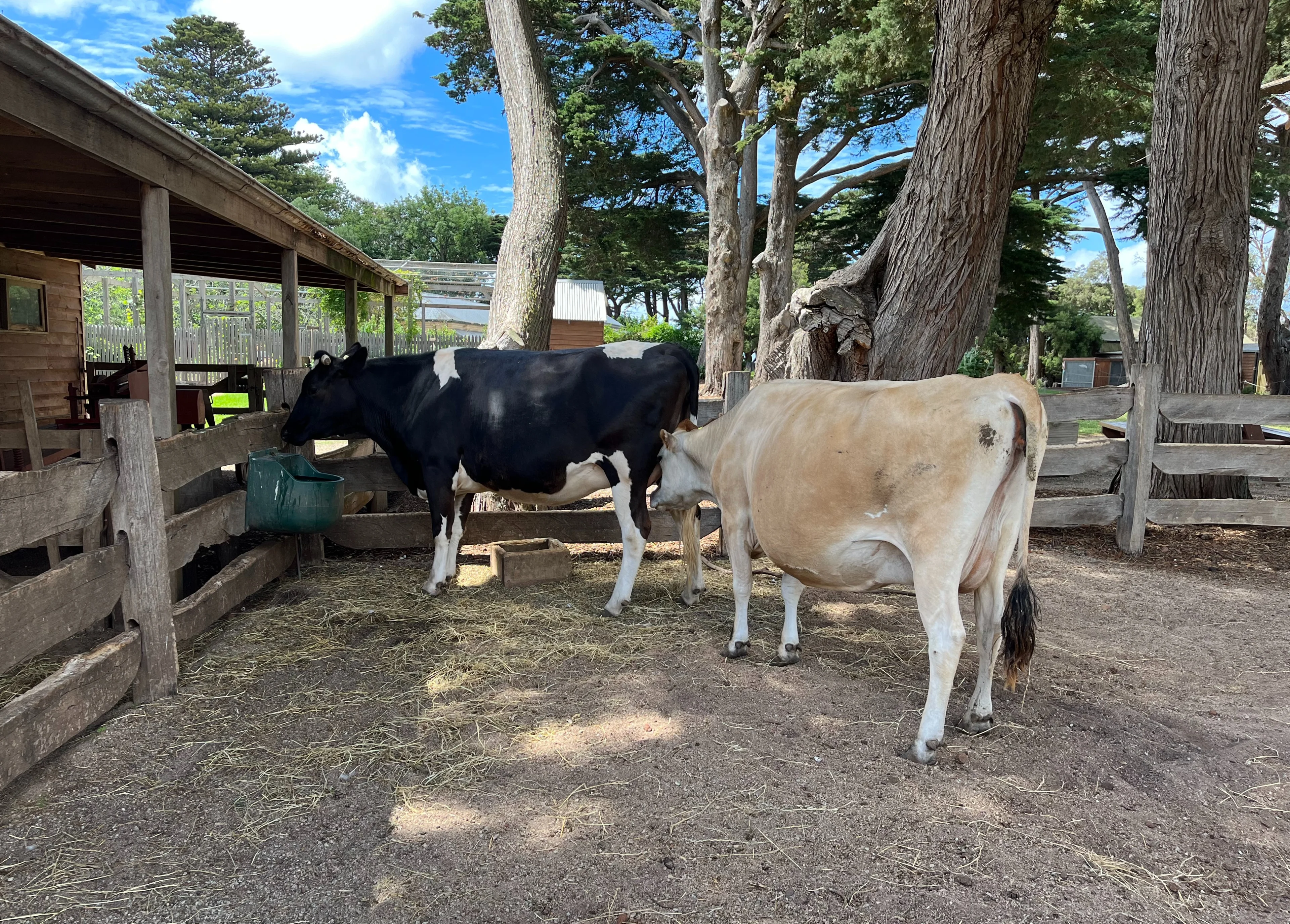 Calf feeding from a cow at Churchill Island Heritage Farm, Phillip Island, Victoria.