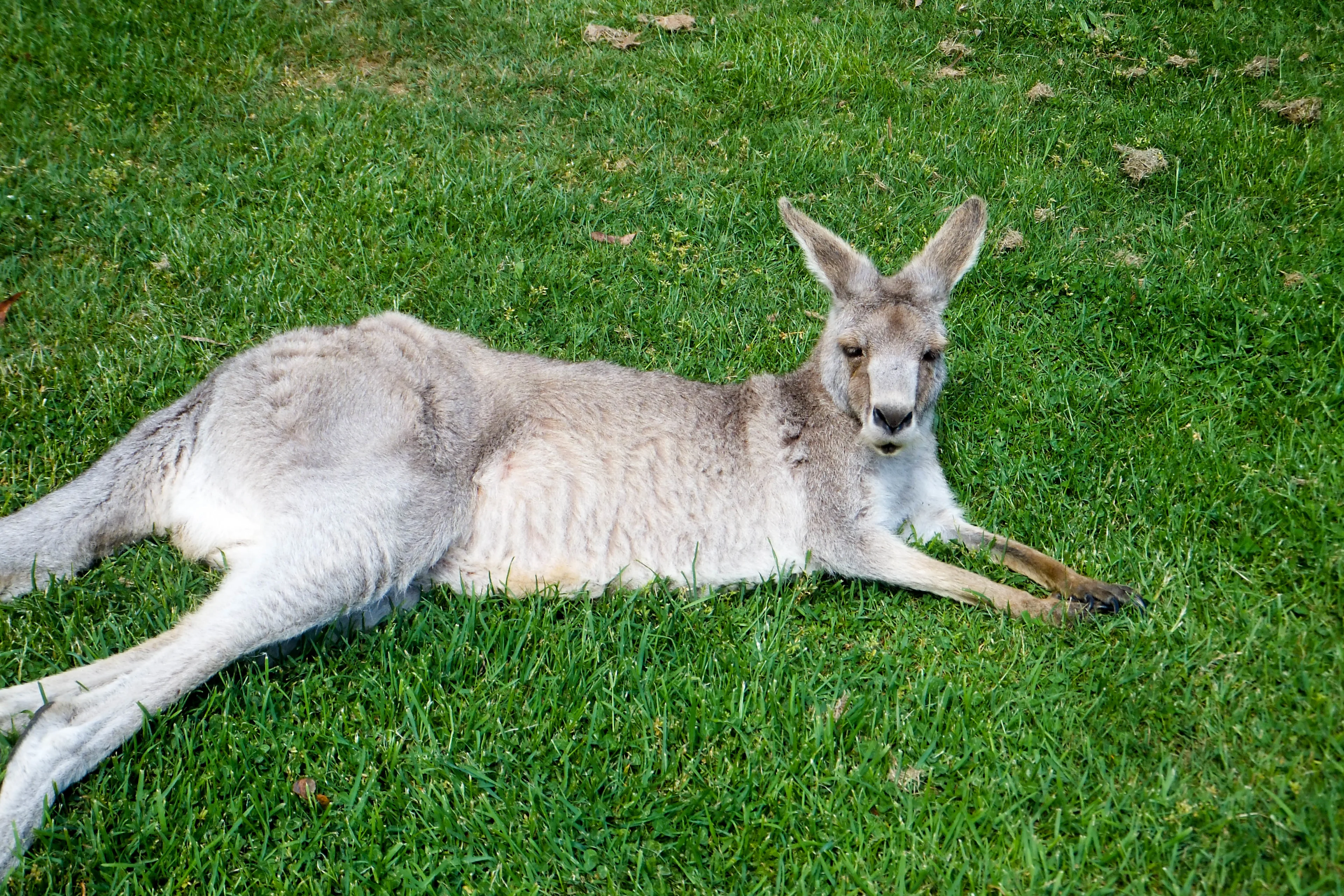 Kangaroo laying on grass