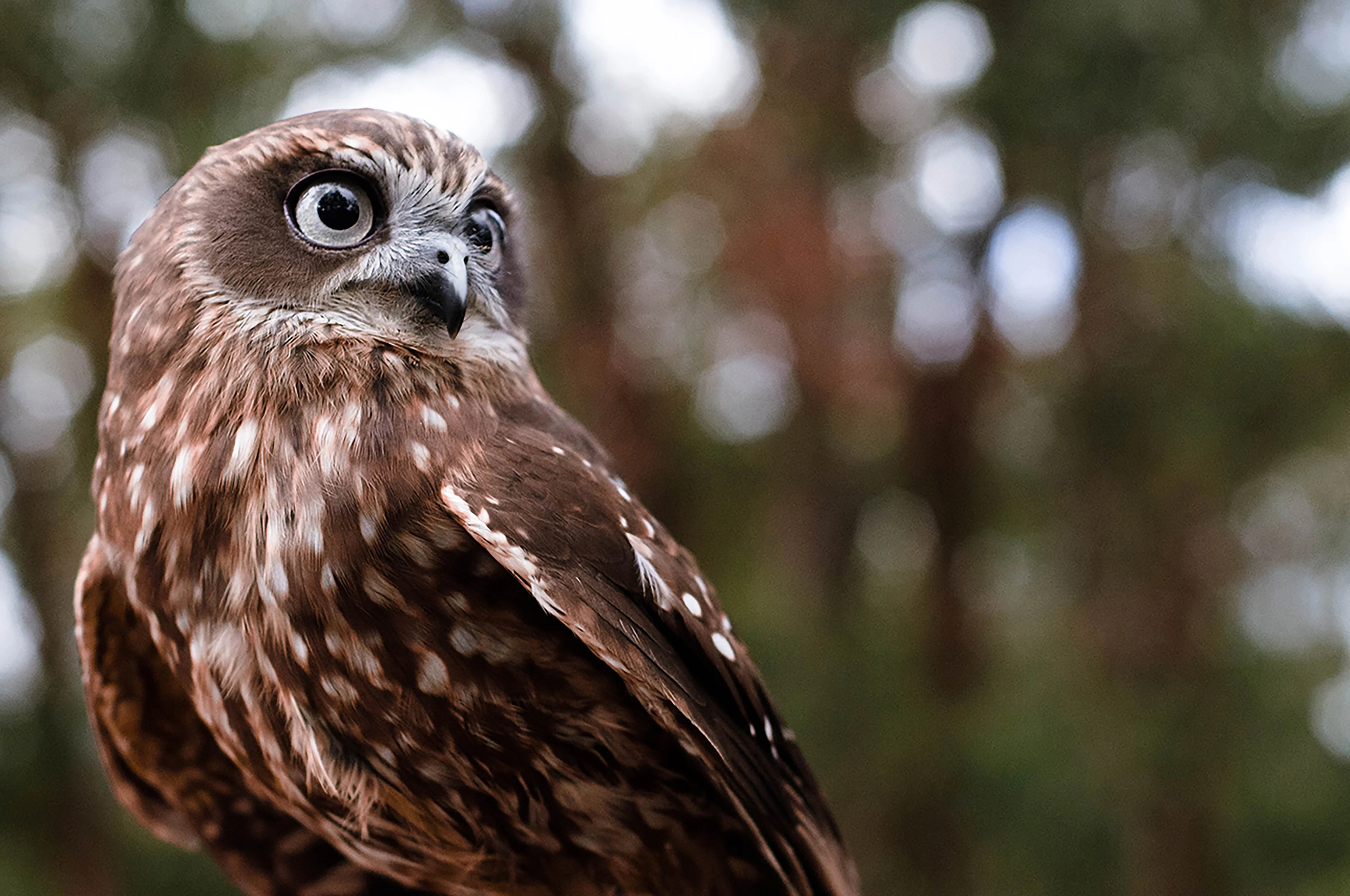 Close up of owl