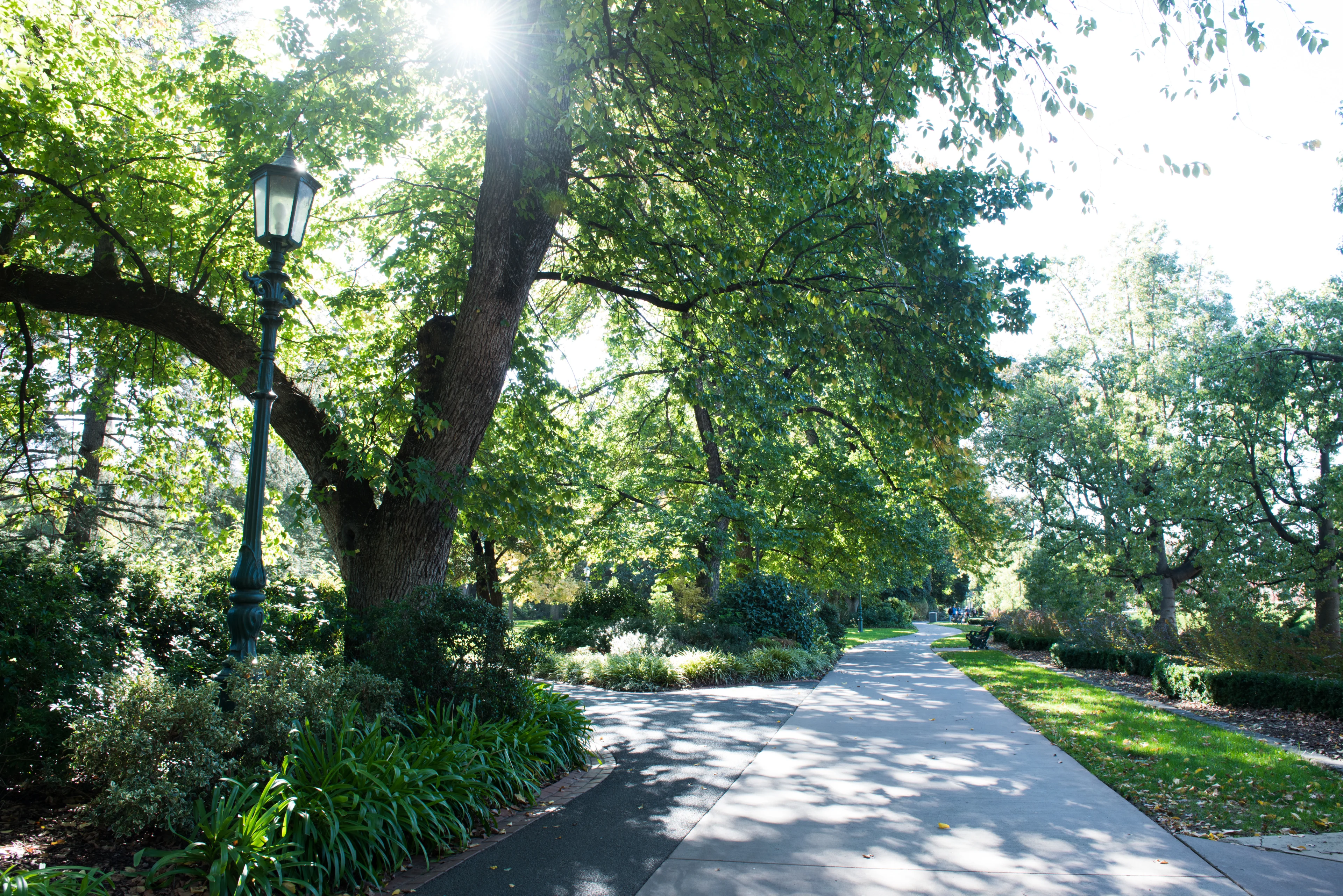 A luscious green footpath in Rosalind Park with a 19th-century street light. Bendigo, Victoria.