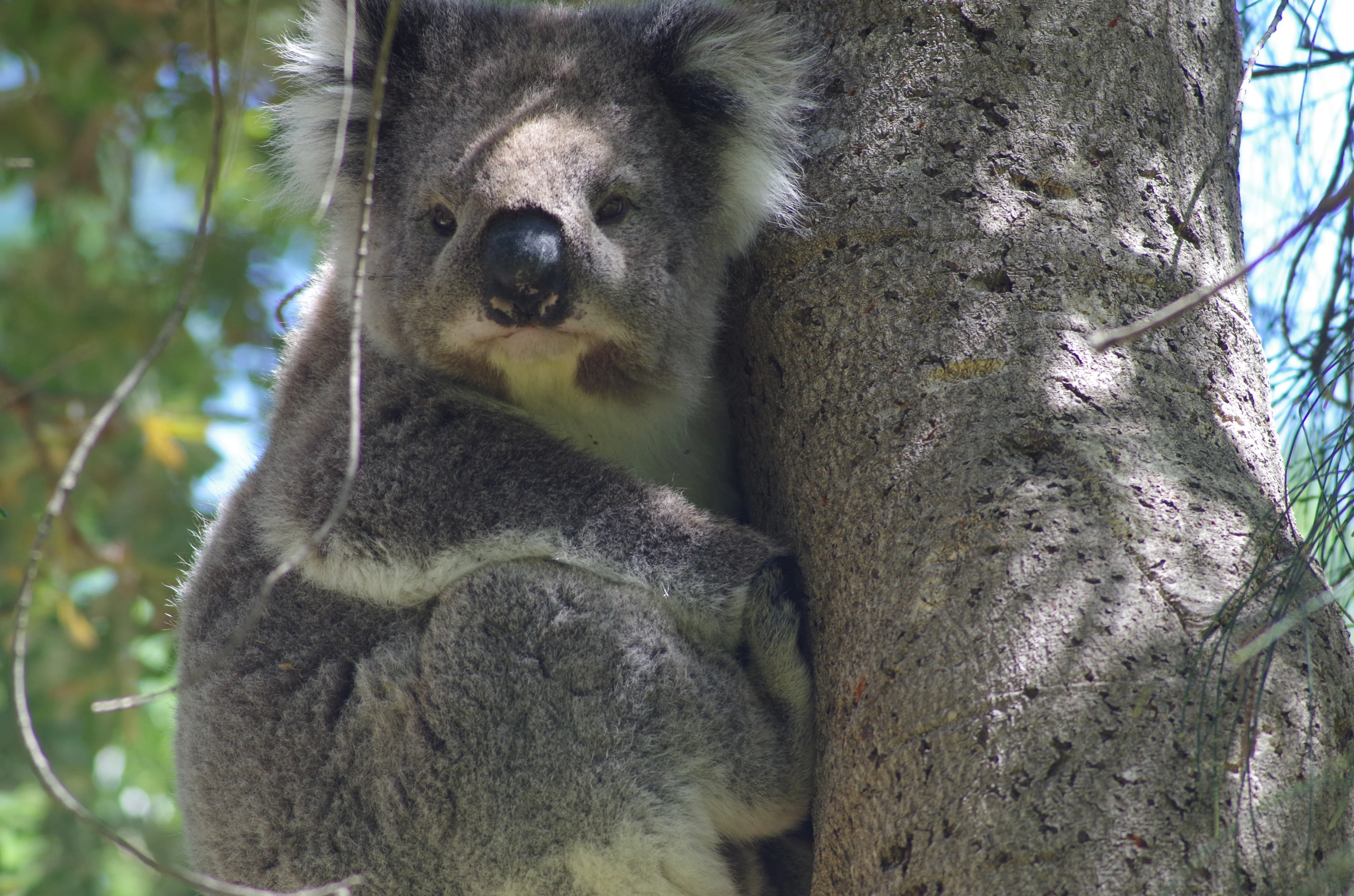 Koala on a tree at Tower Hill near Warrnambool, Victoria.
