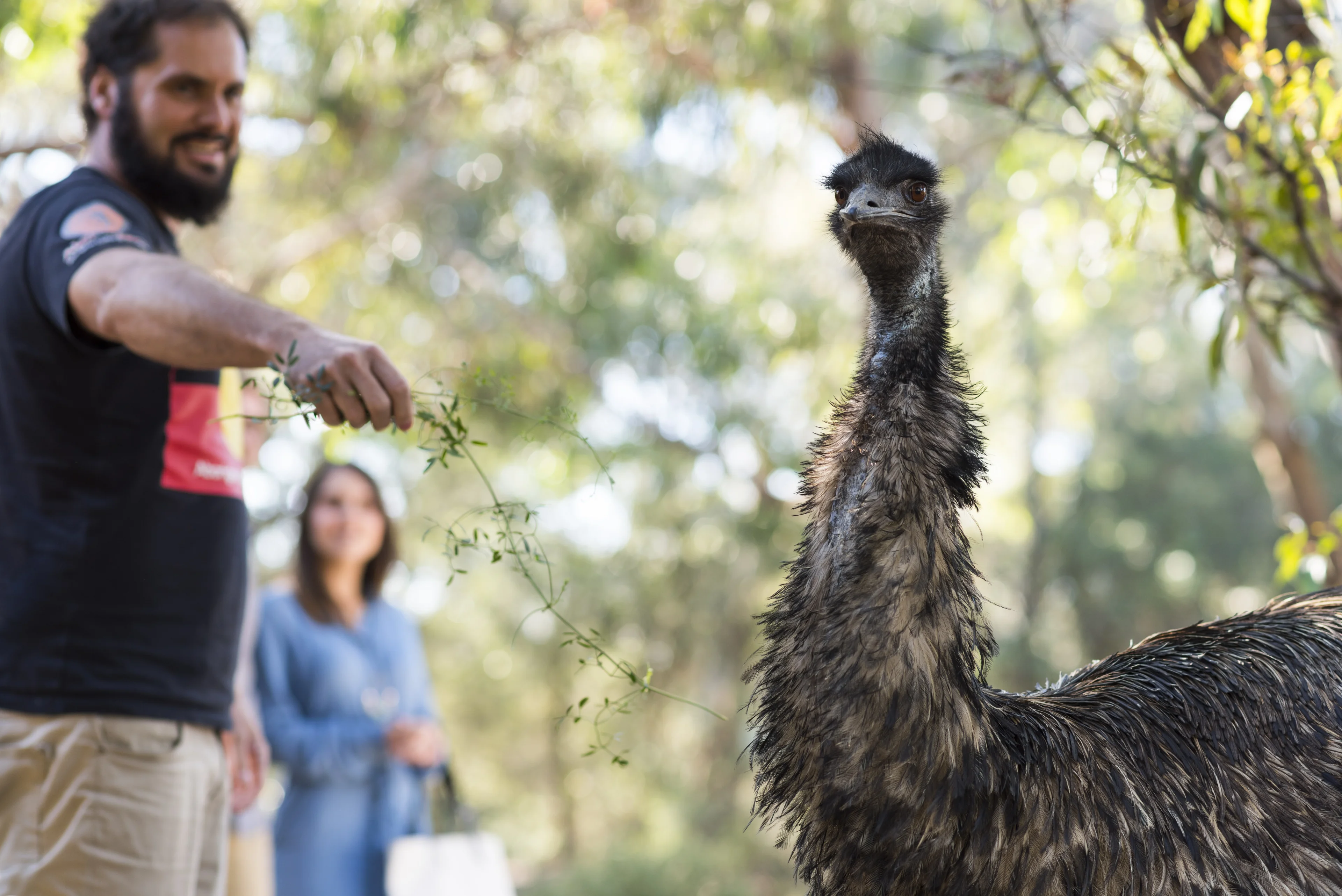 Aboriginal guide and emu at the Narana Aboriginal Centre, Geelong, Victoria