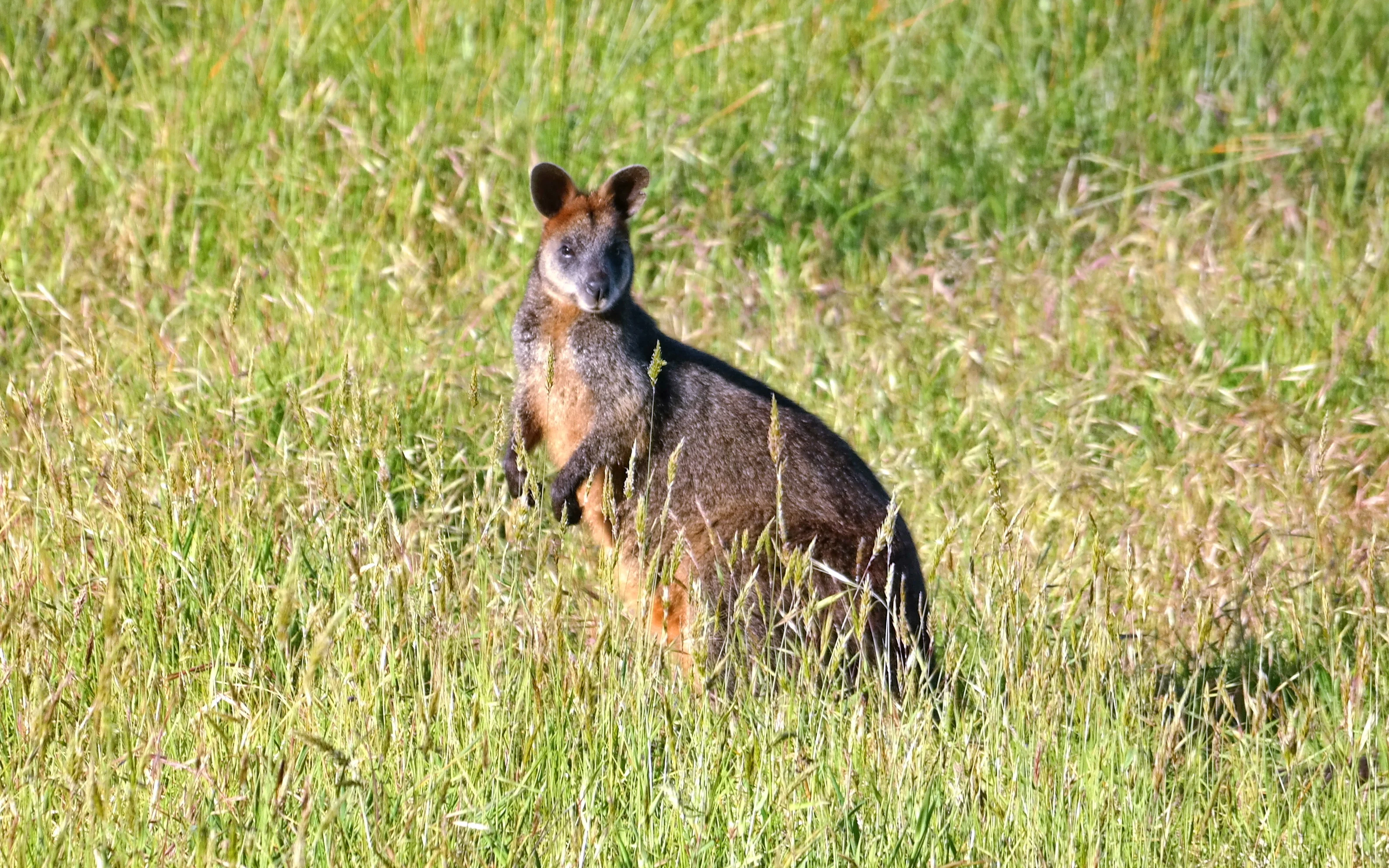 Wallaby kangaroo wildlife at Phillip Island. 