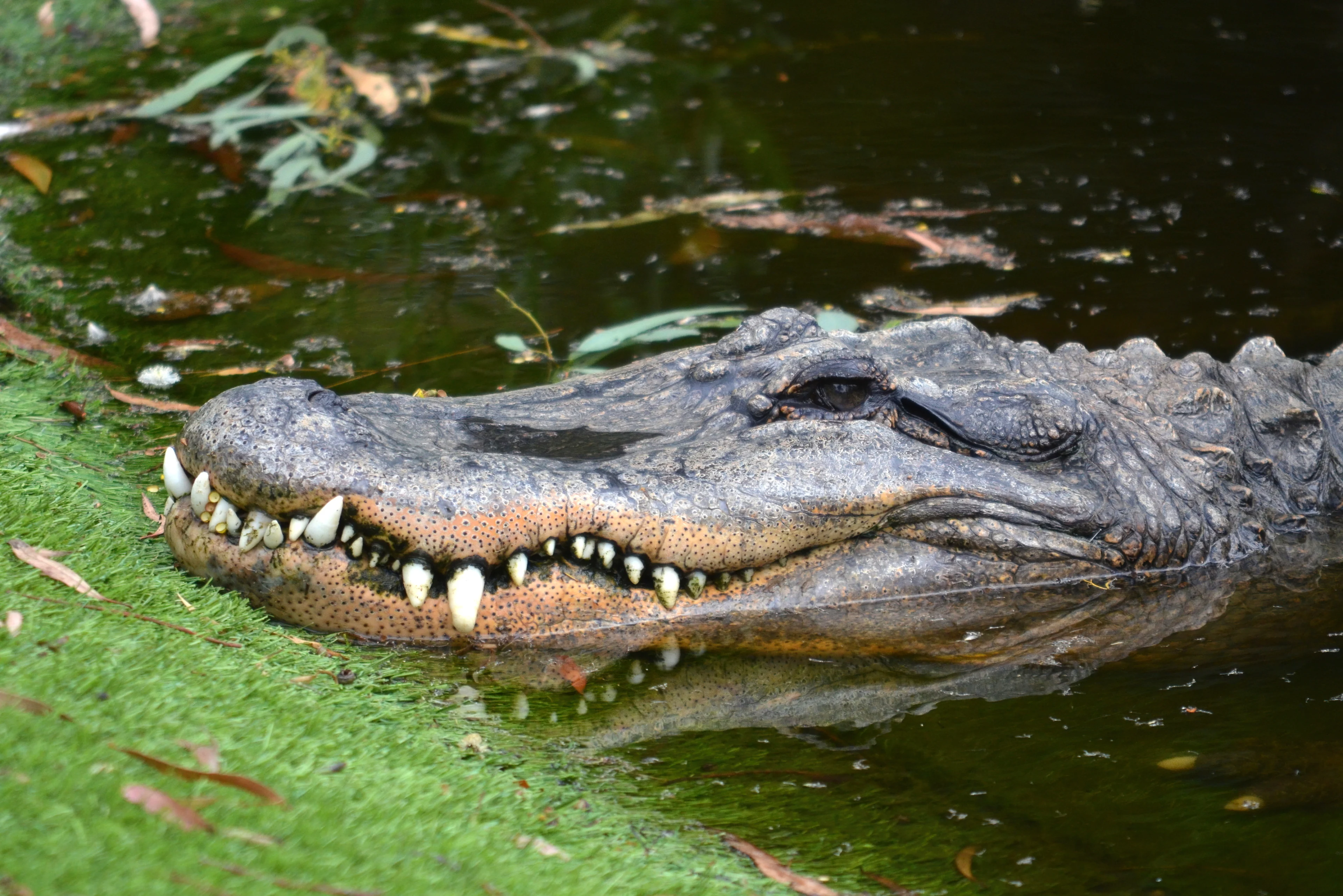 Alligator at Ballarat Wildlife Park